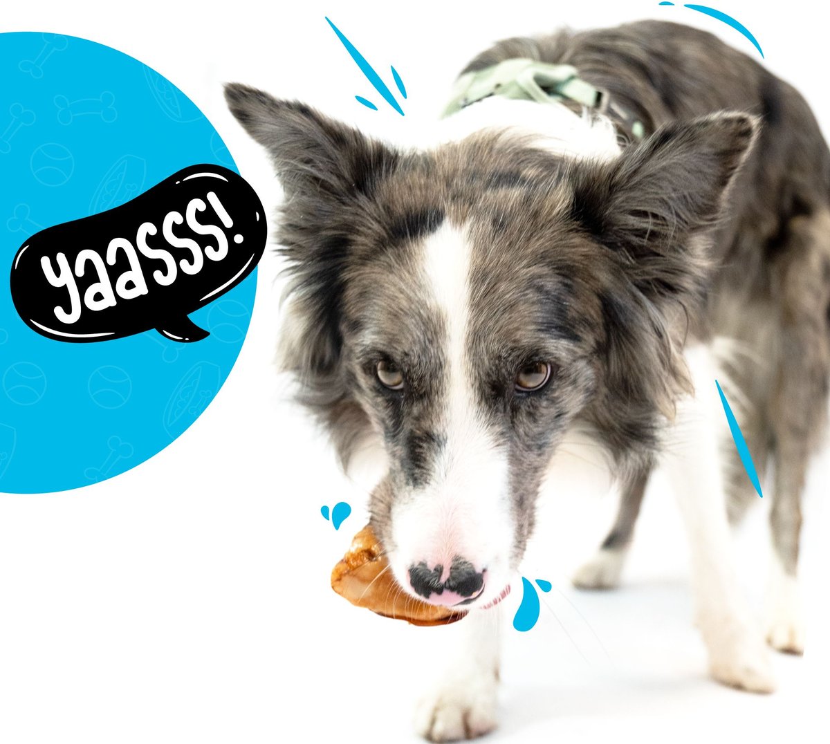 SITKA FARMS Beef Knee Caps Dog Bones, Large, 12 count