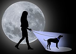 Wigzi Luna Dog Leash, Black, Large