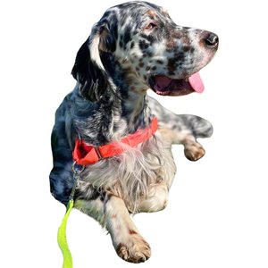 CANADA POOCH Complete Control Dog Harness, Red, Small 