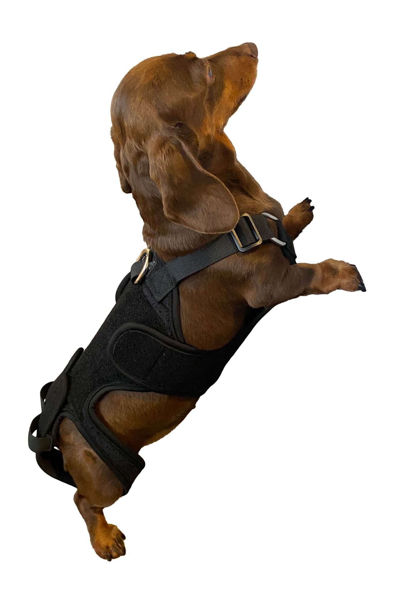 LABRA IVDD, Spine Injury & Arthritis Dog Back Brace Customer Questions