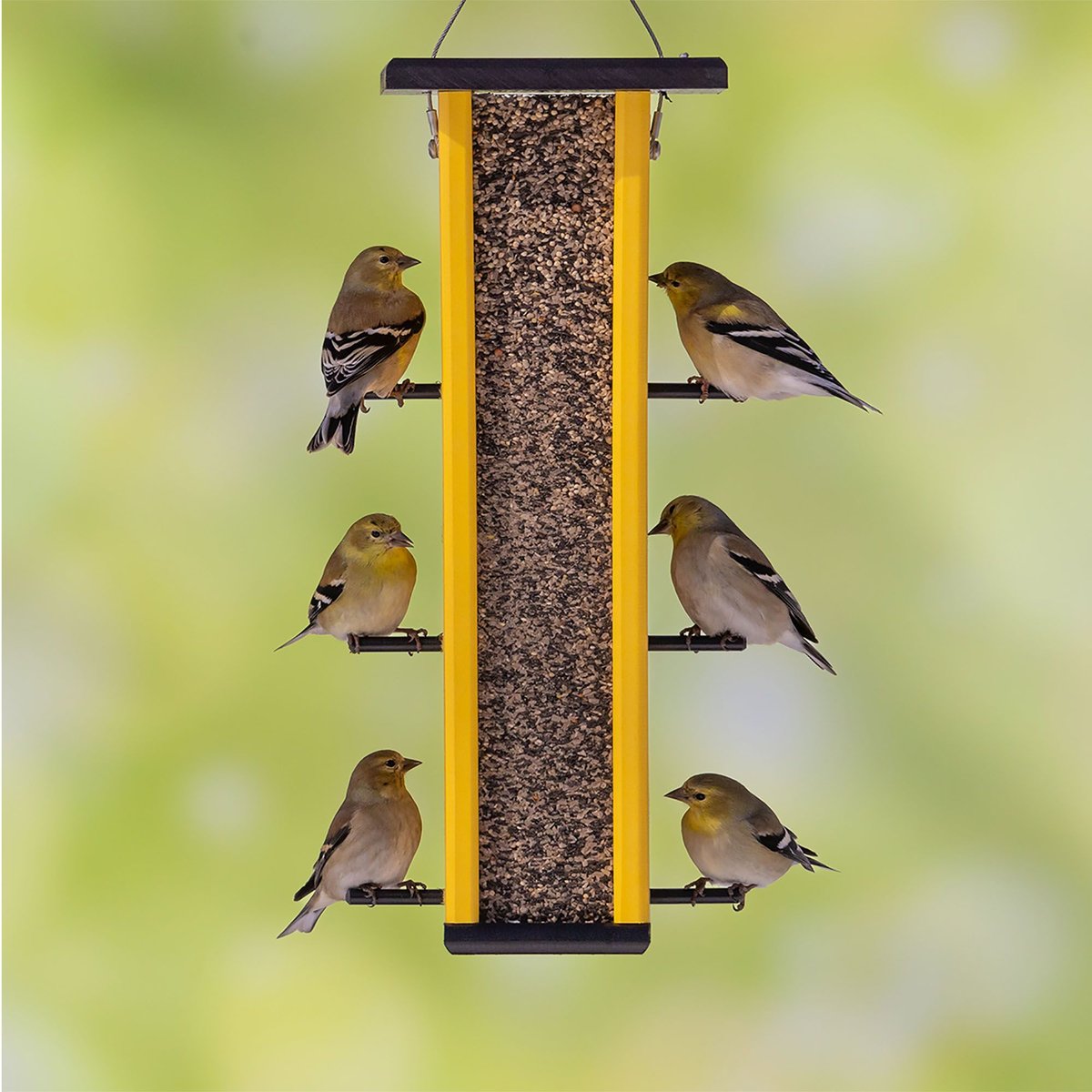MELODY SELECT Ultimate Finch Bird Food, 5lb bag