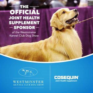 Nutramax Cosequin Hip & Joint Maximum Strength Plus MSM Chewable Tablets Joint Supplement for Dogs, 250 count