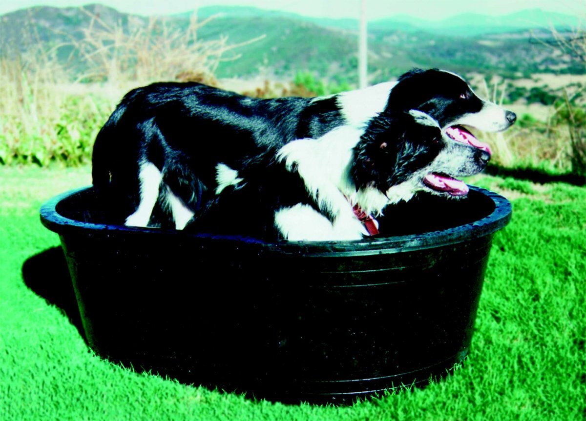 TUFF STUFF PRODUCTS Super Duty Oval Tank Farm Animal Feeder, 40gal