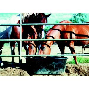 Tuff Stuff Products Super Duty Oval Tank Farm Animal Feeder, 40-gal