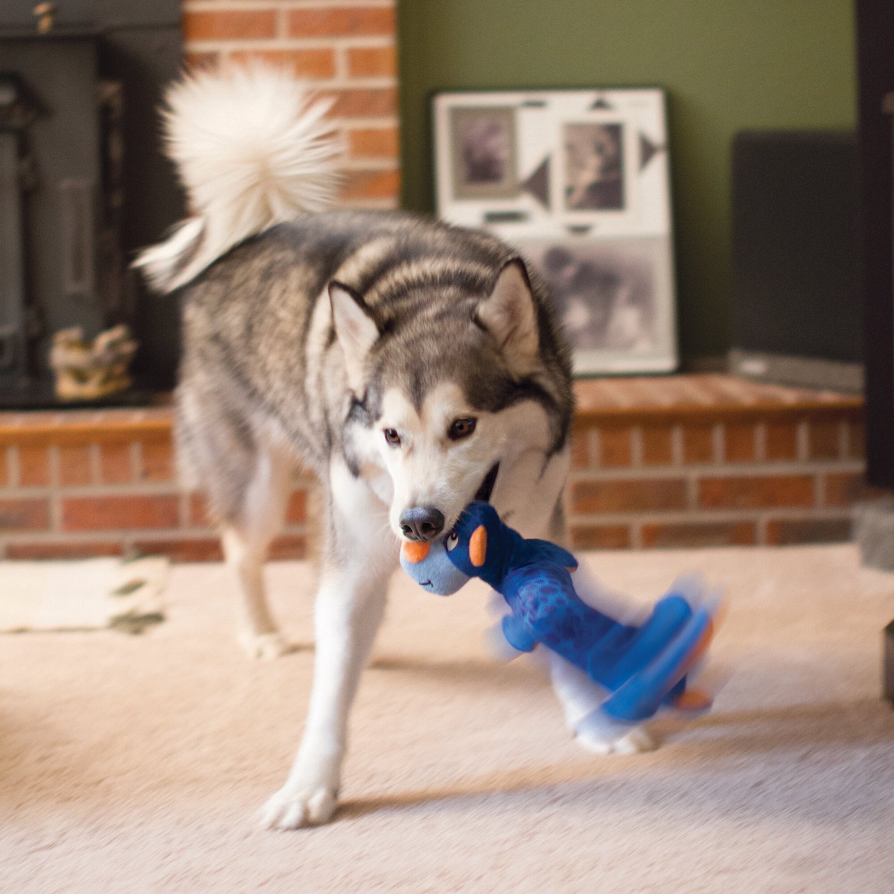 Growing Up With Chewy: Kong Wobbler Dog Toy – Makeup In Montana