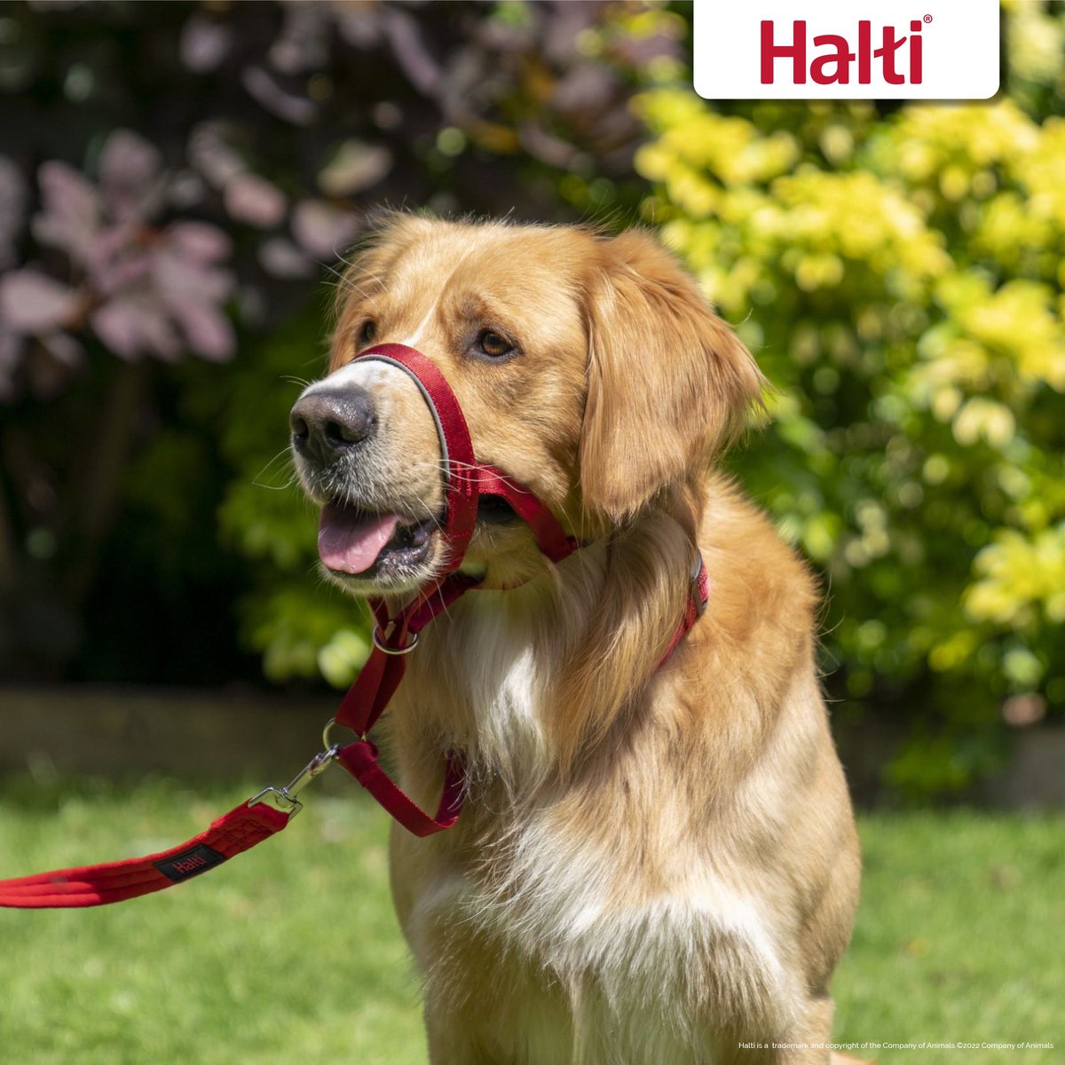 Halti deals head collars