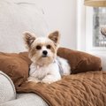 PetSafe CozyUp Chair & Sofa Protector for Pets, Cocoa, Medium