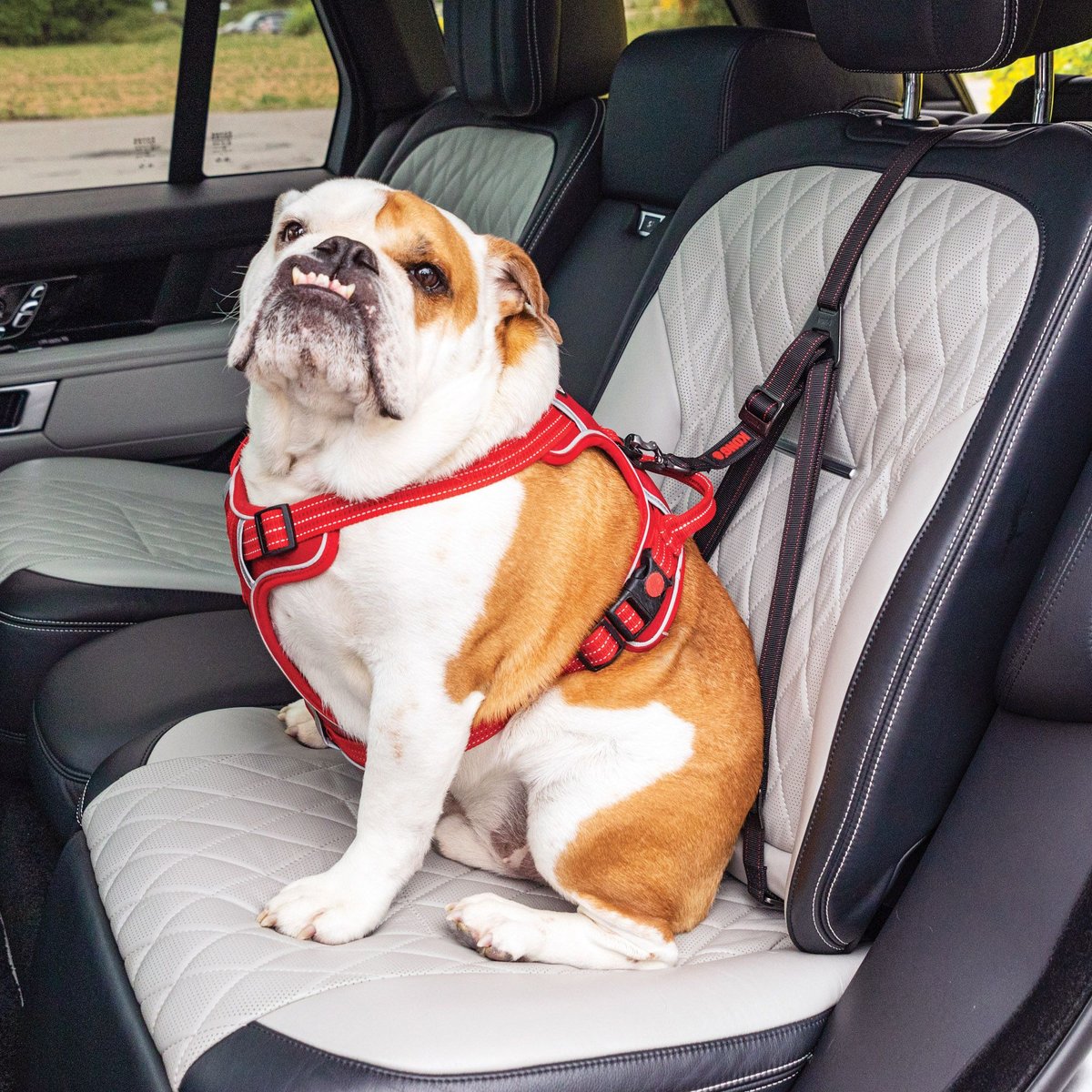 Dog store seat restraint