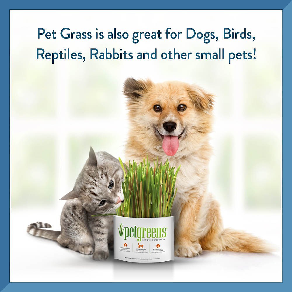 PET GREENS Self Grow Garden Pet Grass, 3-oz bag - Chewy.com