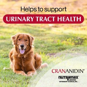 Nutramax Crananidin Cranberry Extract Chewable Tablets Urinary Supplement for Dogs, 75 count