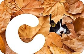 Chewy Fall Cat