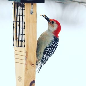 Natures Way Bird Products Suet Tail Prop Bird Feeder, Cedar