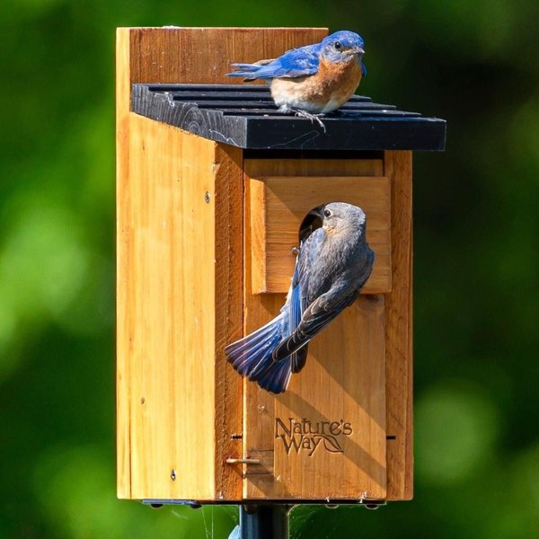 NATURES WAY BIRD PRODUCTS Bluebird Box House, Cedar