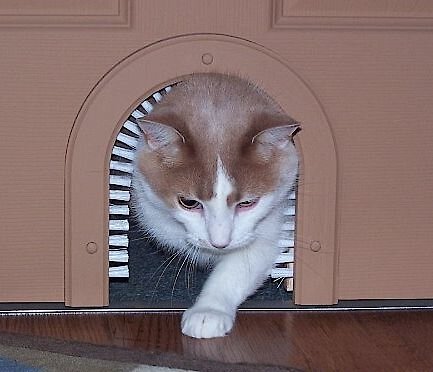 Chewy sales cat door