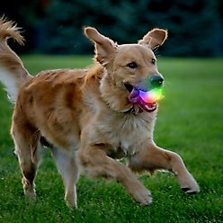 Nite Ize GlowStreak Wild LED Ball-Disc-O Dog Toy slide 2 of 9