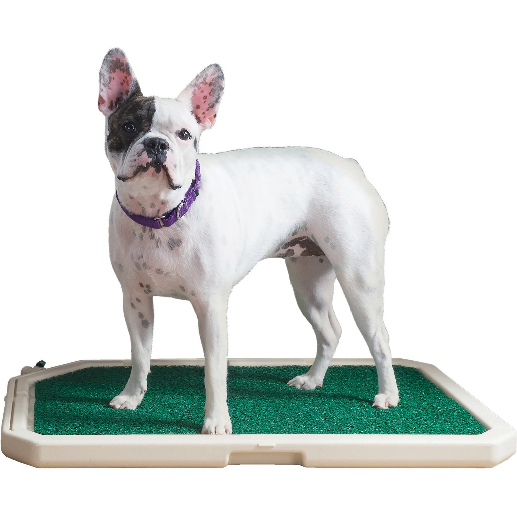 Apartment dog potty on sale solutions