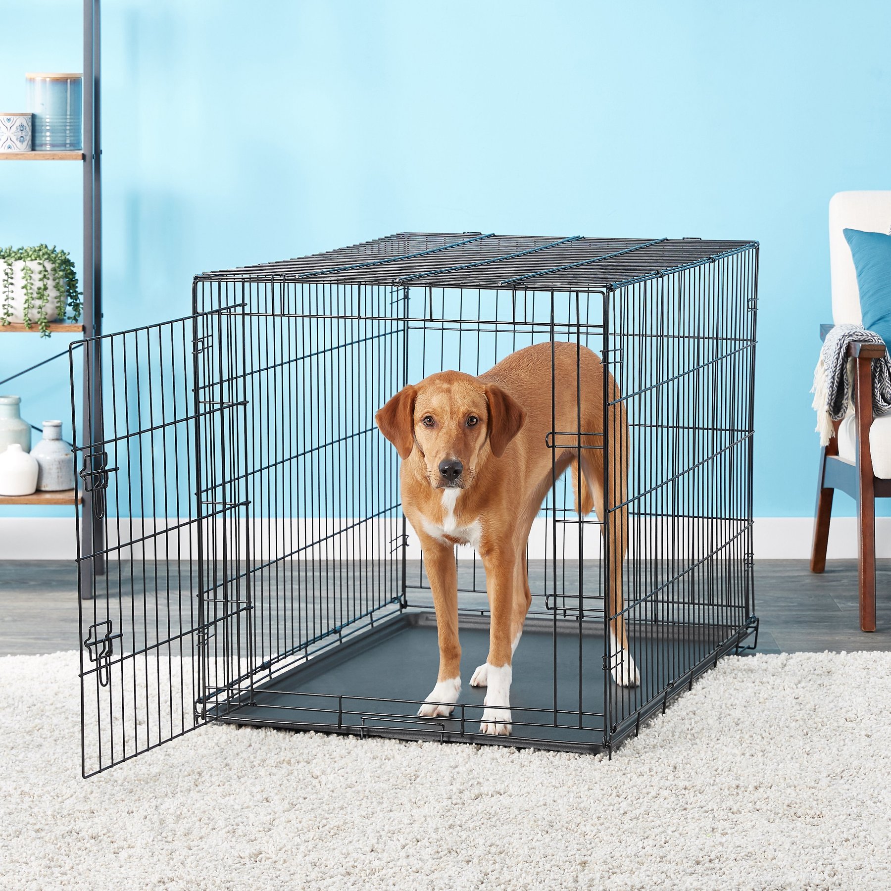 CARLSON PET PRODUCTS Secure Compact Single Door Collapsible Wire Dog Crate Small Chewy