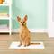 Show in main carousel: Hartz Home Protection Unscented Odor Eliminating Gel Dog Pads, 21 x 21 in, 100 count slide 3 of 8
