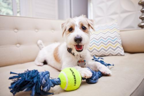 Show full view: Mammoth Denim 3 Knot Rope Tug with Tennis Ball Dog Toy, Medium slide 2 of 8