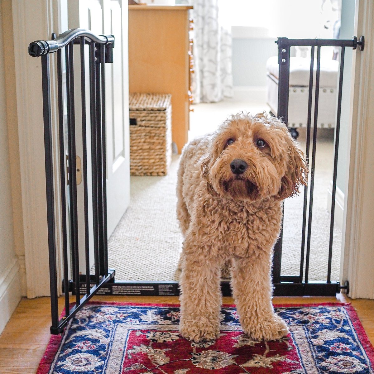 Windsor arch pet store gate