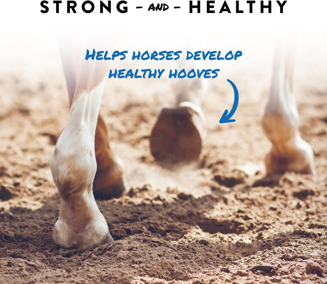 MANNA PRO ShoHoof Biotin & Zinc Methionine for Healthy Hooves Horse