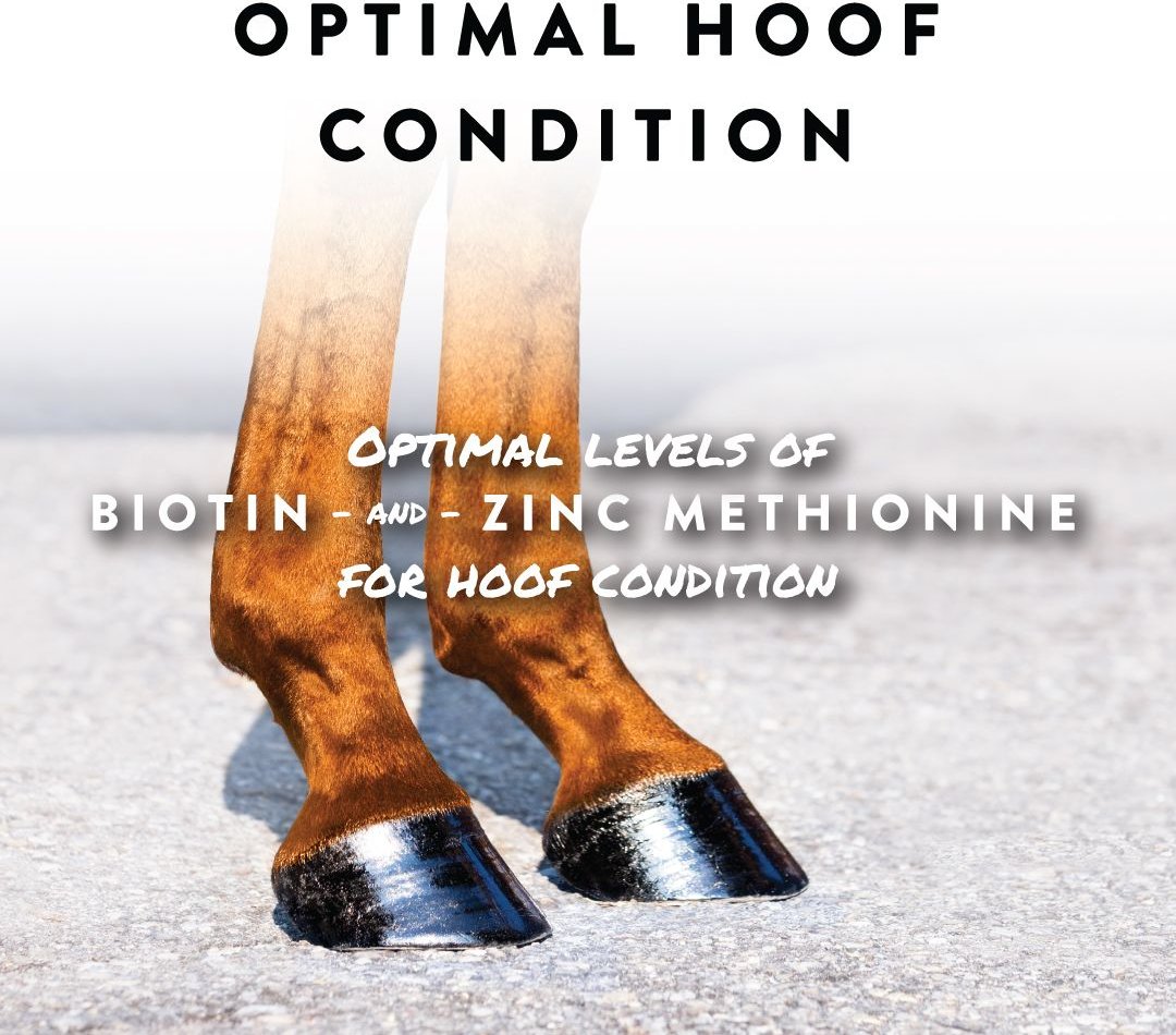 MANNA PRO ShoHoof Biotin & Zinc Methionine for Healthy Hooves Horse