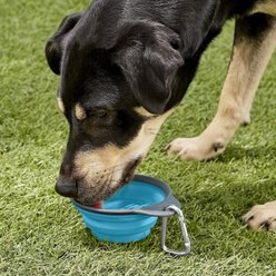 Dexas Popware for Pets Collapsible Travel Non-Skid Silicone Dog & Cat Bowl with Carabiner, Blue, 2-cup slide 2 of 4