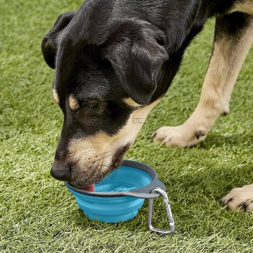Dexas Popware for Pets Collapsible Travel Non-Skid Silicone Dog & Cat Bowl with Carabiner, Blue, 2-cup