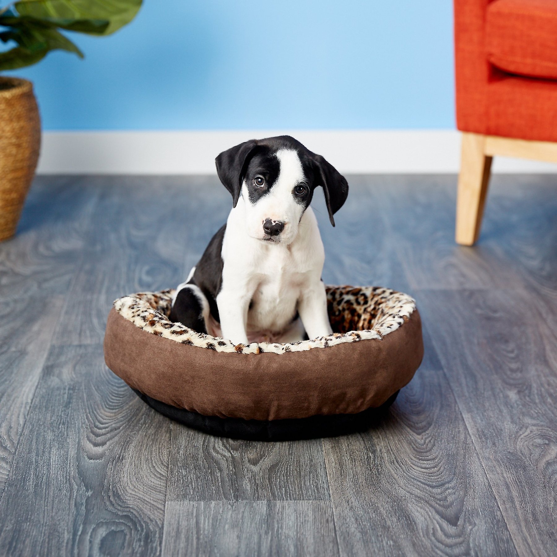 ASPEN PET Round Animal Print Bolster Cat & Dog Bed, Color Varies - Chewy.com