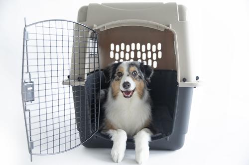 Show full view: Petmate Ultra Vari Dog Kennel, Taupe/Black, 36-in, 50-70-lbs slide 4 of 10