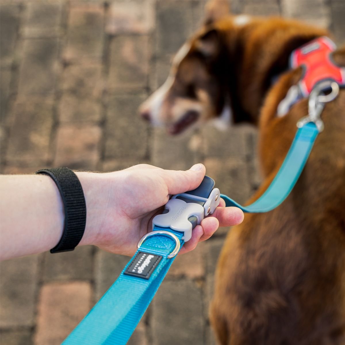 Red dingo best sale dog leash