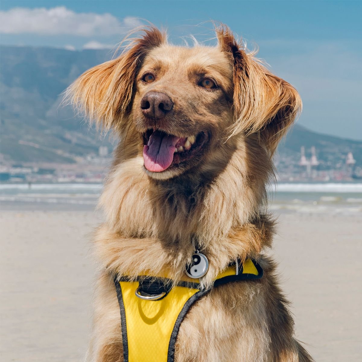 Dog Harness Red Dingo Smooth 60-109 cm Turquoise main image 0