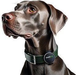 Tracki TrackiPet Smart GPS Dog Tracker, Slate slide 1 of 7