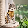 Suitical Recovery Suit Cat Apparel, Tiger Print, XX-Small