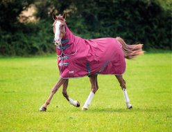 Shires Equestrian Products Tempest 200g Original Horse Turnout Blanket, Maroon, 57-in