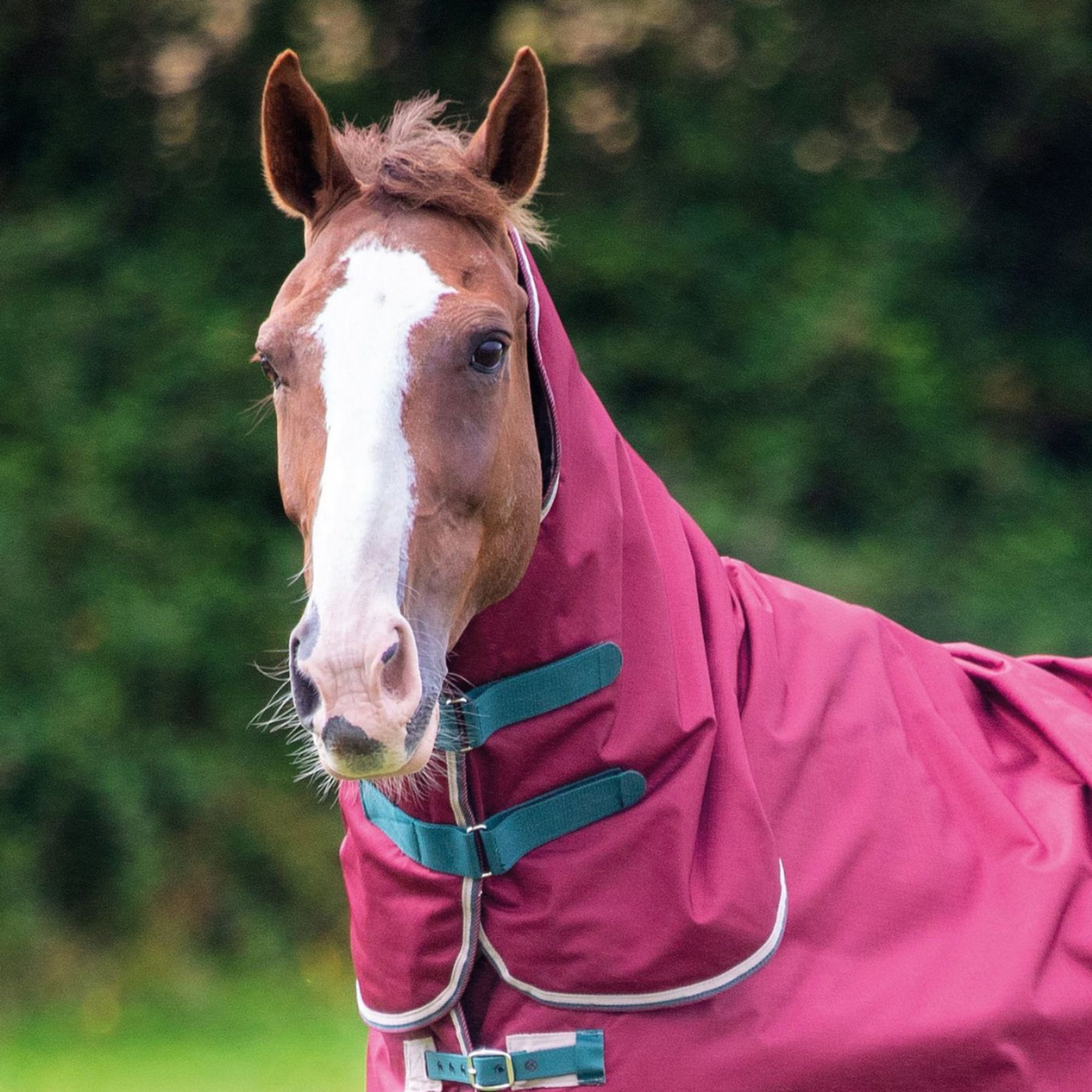 Shires Equestrian Products Tempest 200g Original Horse Neck Cover, Maroon, X-Large