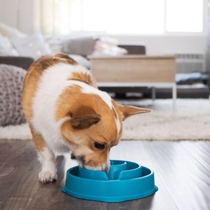 Outward Hound Non-Skid Plastic Slow Feeder Interactive Dog Bowl, Teal, 2-cup