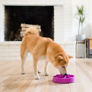 Outward Hound Fun Feeder Interactive Dog Bowl, Purple, 2 cup