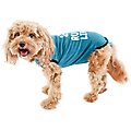 BellyGuard Onesie Dog Recovery Apparel, Blue, Small