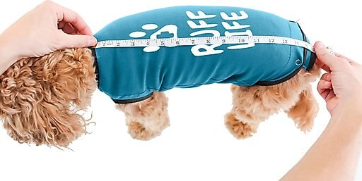 BellyGuard Onesie Dog Recovery Apparel, Blue, Medium