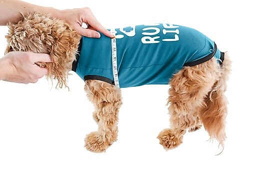 BellyGuard Onesie Dog Recovery Apparel, Blue, Medium
