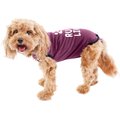 BellyGuard Onesie Dog Recovery Apparel, Maroon, Small