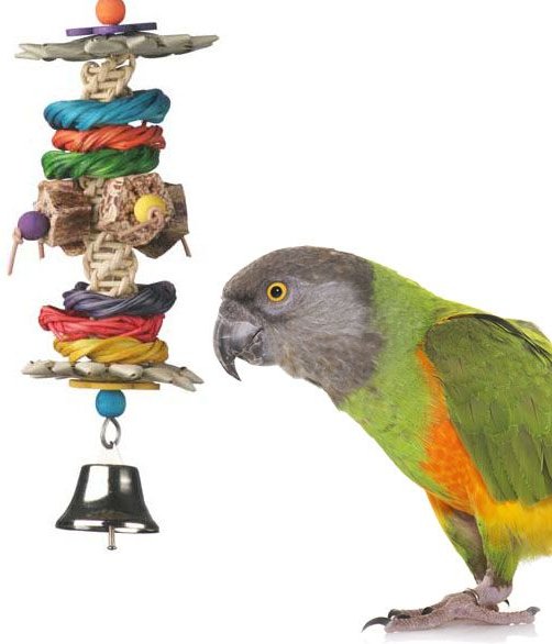 Jungle toys 2025 bird toys