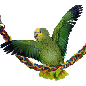 SUPER BIRD CREATIONS Rainbow Rope Bridge Bird Toy - Chewy.com