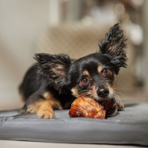 Bones & Chews Made in USA Beef Knee Caps Dog Treats, 2 count