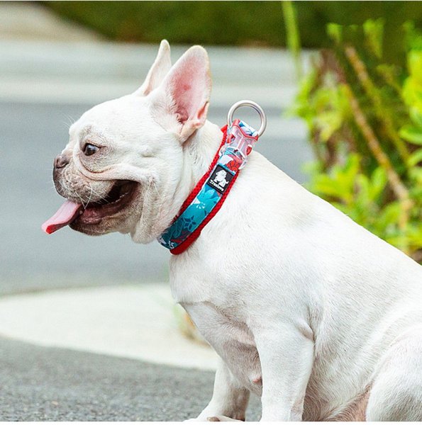 ThunderCollar Dog Collar