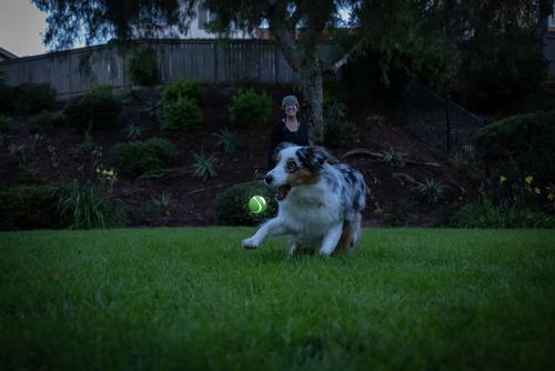 Show full view: Chuckit! Max Glow Ultra Squeaker Ball Dog Toy, Medium slide 6 of 7