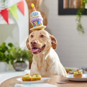 Frisco Happy Birthday Cupcake Dog & Cat Hat, Medium/Large