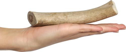 Show full view: Bones & Chews Made in USA Elk Antler Dog Chew, 5 - 6.5 in, Medium slide 3 of 10