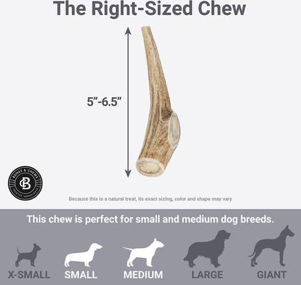 Show full view: Bones & Chews Made in USA Elk Antler Dog Chew, 5 - 6.5 in, Medium slide 6 of 10